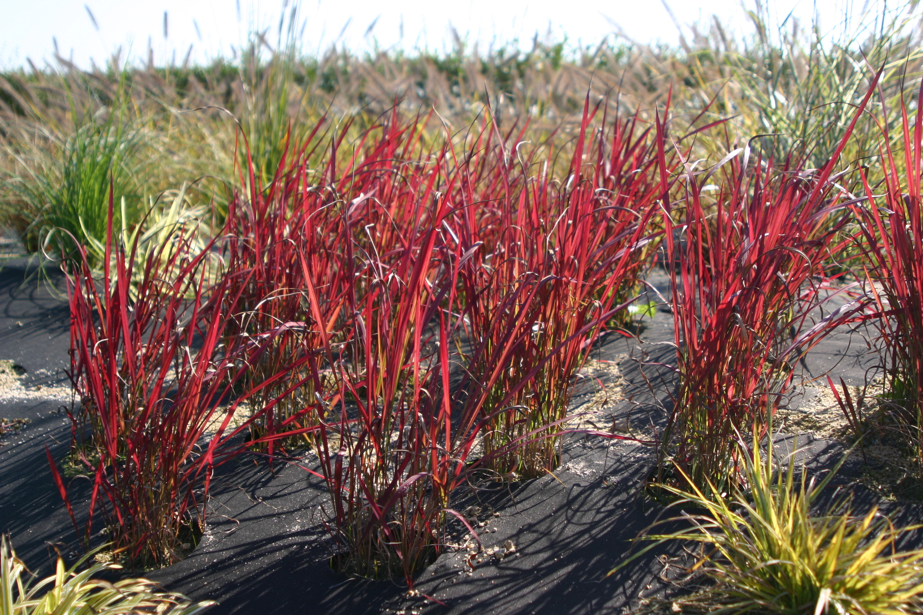 Imperata cylindrica 'Red Baron'